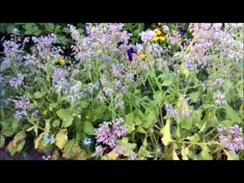 How to Grow Borage from Seed