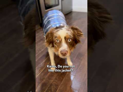 My dog is not a fan of this jacket #dog #australianshepherd #puppy