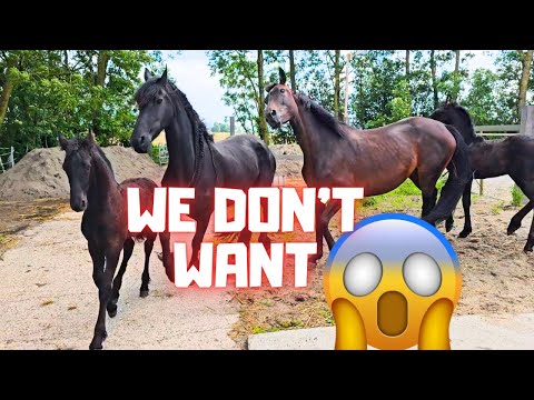 No!!😨 We don't want to go to the pasture!! Mash, rain, for the first time | Friesian Horses