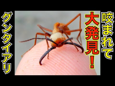 咬まれて知る！グンタイアリの巨大なアゴの秘密【考察】