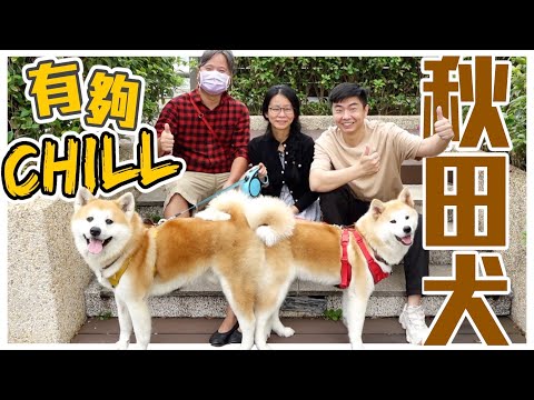 【熊爸估狗】秋田很難養？飼主親身告訴你！｜鏡週刊