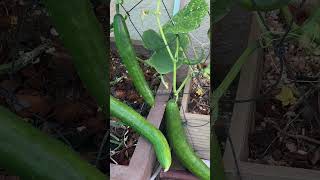 Cucumber Roberto F1  Hybryd, Japanese Cucumber #gardening_tips