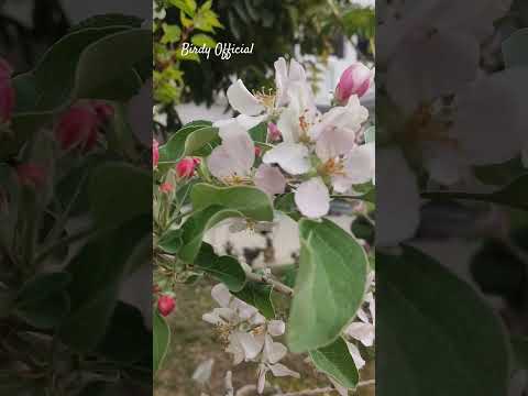 American Anna Apple Blooms #apple #plants #bloom #shotrs