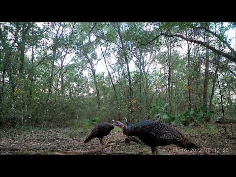 Florida Trail Camera Adventures 3