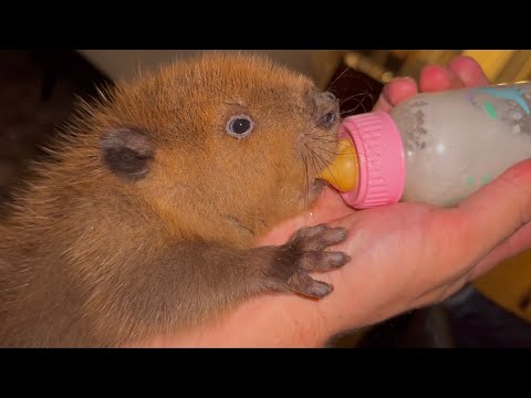 How to Bottle Feed a Baby Beaver