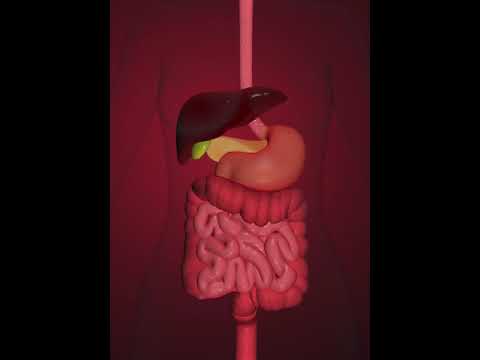 Digestive system-  small intenstine (3D Animation)