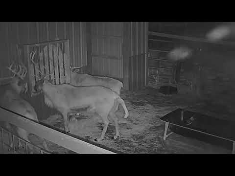 ReindeerCam LIVE