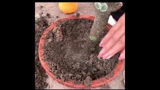 MAngo tree yields water melon #watermelon #grafting #mango