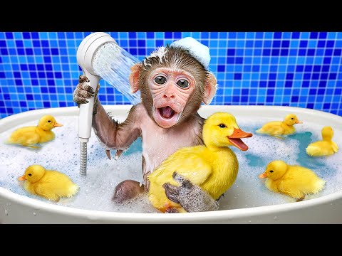 KiKi Monkey experiences bathing in the toilet and get challenge harvesting fruits | KUDO ANIMAL KIKI