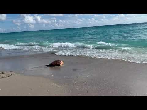 Nightingale's Release: Sea Turtle Hospital Returns Sea Turtle Back Into The Wild