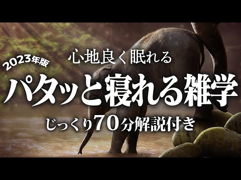 【睡眠導入】パタッと寝れる雑学【リラックス】とても深い睡眠へ招待します♪