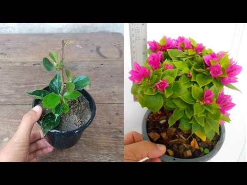 How to grow Bougainvillea plant | Bougainvillea plant propagation