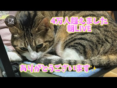 ドS猫の球太 4万人超えました✨