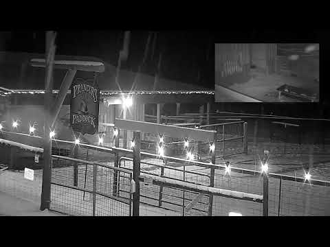 ReindeerCam Live Stream