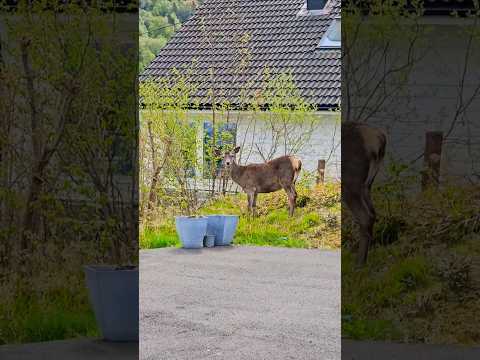 Deer guest, you're so cute! #deer #home #bergen #norway #animal #cute #garden #deerupt #guest #🫎 #🏡