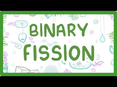 Binary Fission - How Do Bacteria Divide?  #12