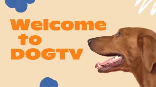 Welcome to DOGTV