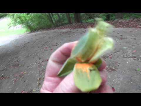 Tree Flowers