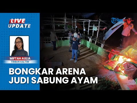 Warga Bernyali Bongkar Arena Judi Sabung Ayam di Samboja Kukar, Polisi Tindaklanjuti Kasus