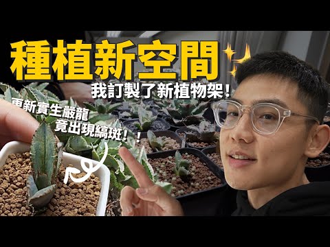 人品大爆發！實生嚴龍出錦斑啦🤩我訂製了一座新植物架！分享室內種植新空間✨【從零開始種-嚴龍篇Ep.02】