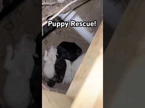 Hero Rescues Puppies Stuck Under Her Porch