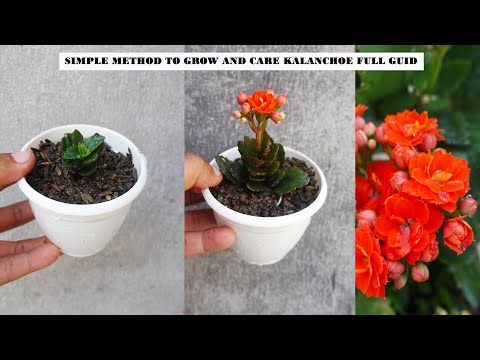 Grow Kalanchoe plant from cuttings - Easy Method