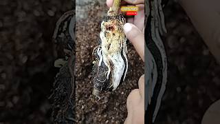 Fig grafted roots #graftingplants #shorts