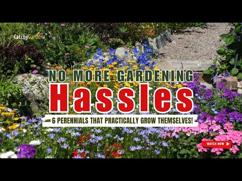 🚫 NO MORE Gardening Hassles: 6 PERENNIALS THAT PRACTICALLY GROW THEMSELVES! 🌷🌼🌺