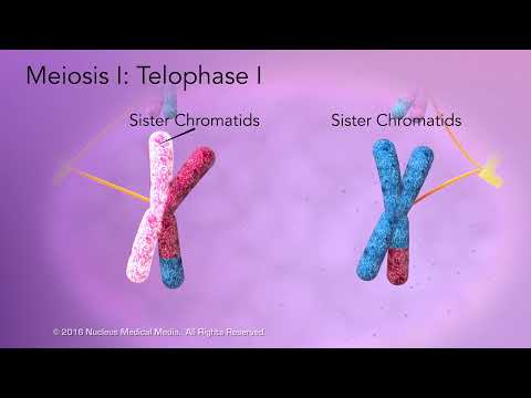 Meiosis