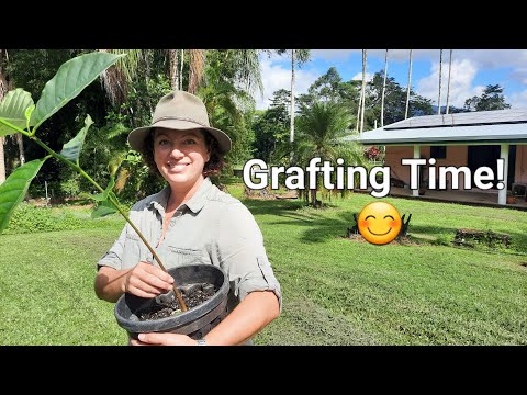 Jackfruit tree grafting & grafting tips