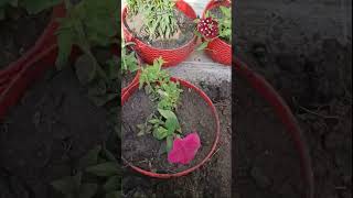 Beautiful flowers#short video #shortviralvideo