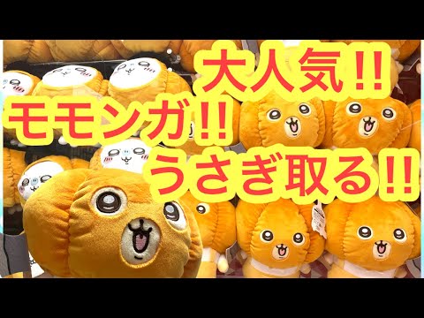 【ちいかわ】うさぎモモンガカボチャBIGぬいぐるみ！！初日に取ったらまさかの！？