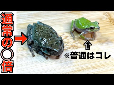 離島に生息する謎の巨大アマガエルを探せ！【対馬・ニホンアマガエル】