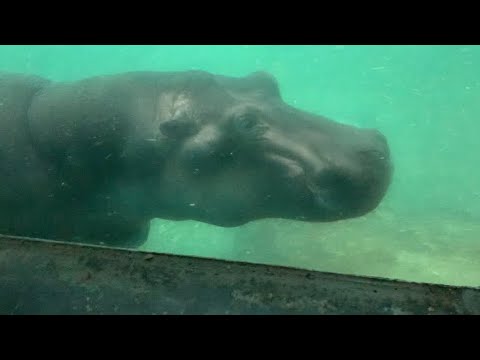 Common Hippopotamus at Zoo Praha - 10/01/24