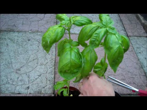 How to Grow Basil from Seed