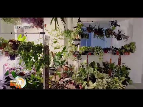 晨光|玩物壮志：植物达人夫妻档打造迷你植物园