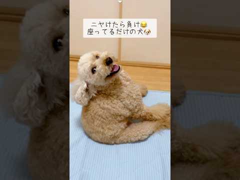 【ニヤけたら負け😂座ってるだけで面白い犬🐶】#トイプードル