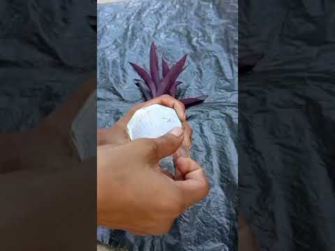 Water propagation of purple heart plant #viralvideo #gardening