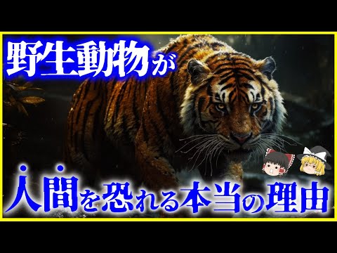 【ゆっくり解説】人間は臭くて不味い…⁉「野生動物」が人間を恐れる理由とは？を解説/ロックダウンで野生動物の行動が変わった？