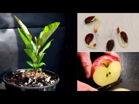 How to Grow An Apple Tree from a Pip