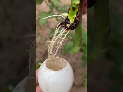 How to use eggshells to extract rose branches