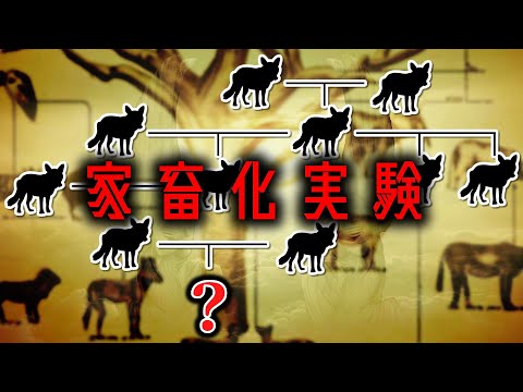 【自然界と真逆】弱い個体同士を40年以上交配させた結果【ゆっくり解説】【雑学】