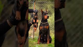 #doberman #dobermanpinscher #puppies #puppy #dogs #dogsofinstagram #canecorso #doglover #dogshorts