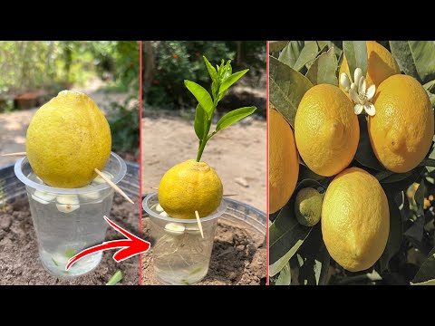 How to grow lemon trees with lemon fruit | easily grow at home lemon trees |