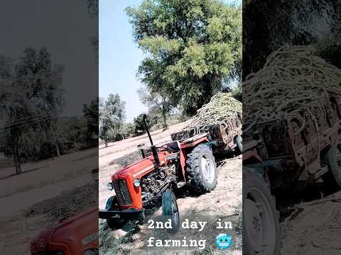 2nd day farming work #viral #massey #farmequipment #farming