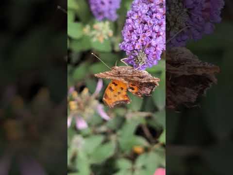 Comma Butterfly! 🤩 #butterfly #bugfacts #butterflyfacts #factsforkids #educationalshorts #bug