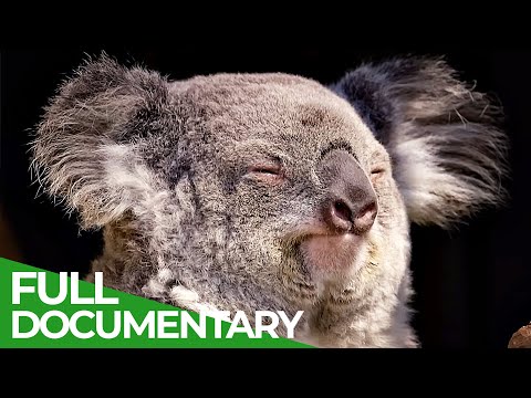 Wildlife - Just Marsupials | Free Documentary Nature