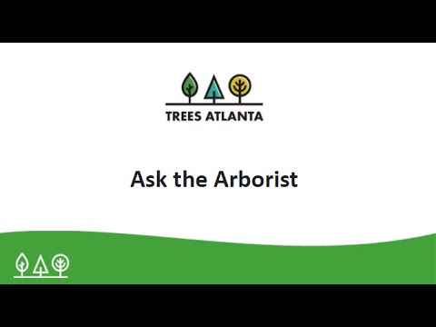 Ask the Arborist: Tree Pest Management