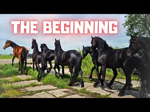 Where is her foal? | Farrier at Stal G. | Rising Star's birthday | Horse riding | Friesian Horses