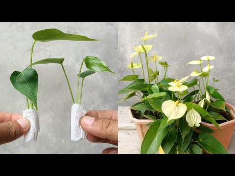 Tissue Paper to Grow Anthurium Plant | How to grow Anthurium Plant